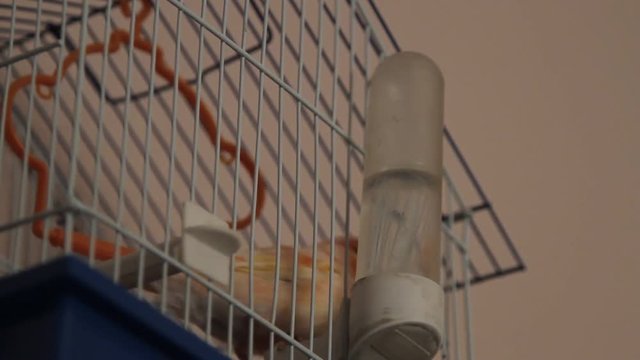 P&aacute;jaro en jaula