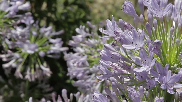 Flores Moradas