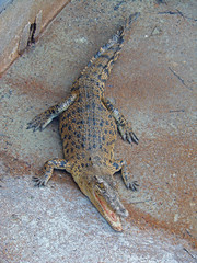 Crocodile