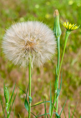 Dandelion Flower and Seed Head