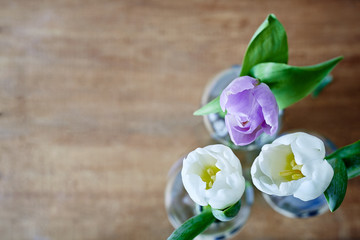 Obraz na płótnie Canvas lot of spring tulips creative use of focus