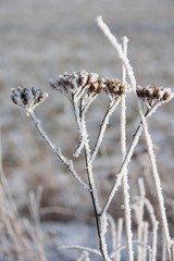 Gräser im Frost