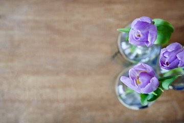 three violet tulips creative use focus