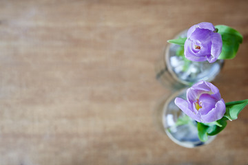 two violet tulips creative use of focus