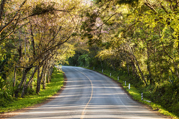 Romantic Road autumn springtime Popular travel tourist Beautiful at Doi Ang Khang ,Chiang Mai ,Thailand.