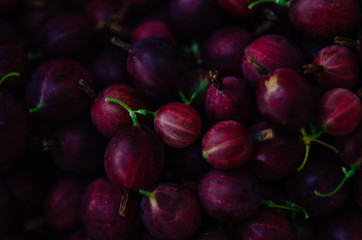 Close up photo of healthy violet gooseberry