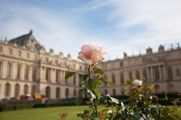 Single Pink Rose Flower in Palace of Versailles Garden on a Sunny Summer Day