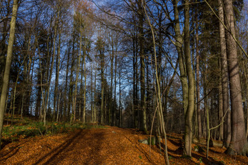 Waldweg Schlosspark Falkenstein