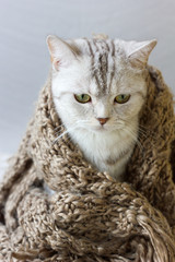 Small grey cat wrap up in woolen scarf.