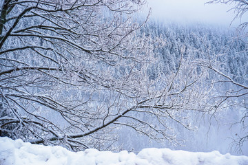 Traumhafte Winterlandschaft im Schwarzwald