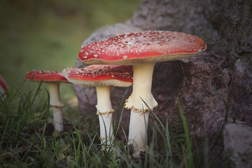 Fliegenpilz am Stein
