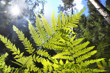 Bright green fern leaves against the sky and trees in the forest, view from below
