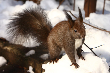 Red Squirrel (Sciurus vulgaris)