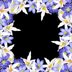 Beautiful spring background with flowers of crocus and hepatica 