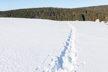 Snow shoes tracks in the snow on a hilly path to a forest