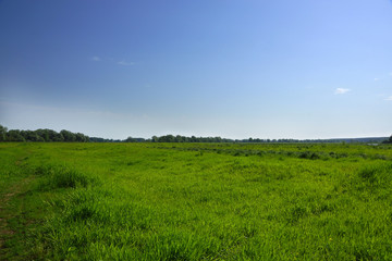 Fototapeta premium The green grass on the field and blue sky, little clouds