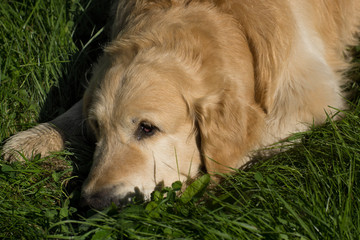 The dog breed golden retriever lying on green grass and looking ahead