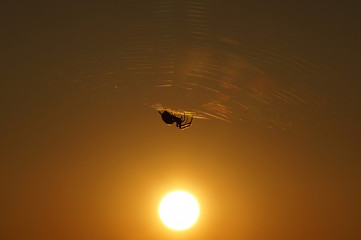 A spider sits on its spiderweb, sunset, silhouette, golden hour
