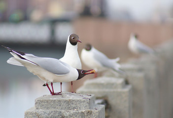 Seagulls on a granite fence of the river, one brought food for the other, in the distance seen other birds