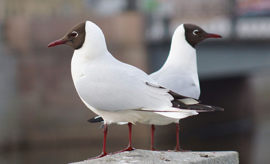 Two seagulls sitting on granite fence and look in different directions