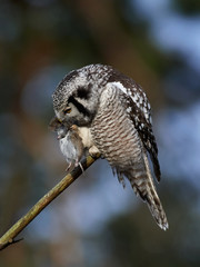 Northern hawk-owl (Surnia ulula)