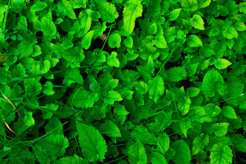 Green plant. leaves background.