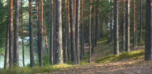 Panorama of pine forest near the lake, the path goes into the distance between the straight trunks