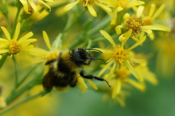 bumble bee and flowers, work