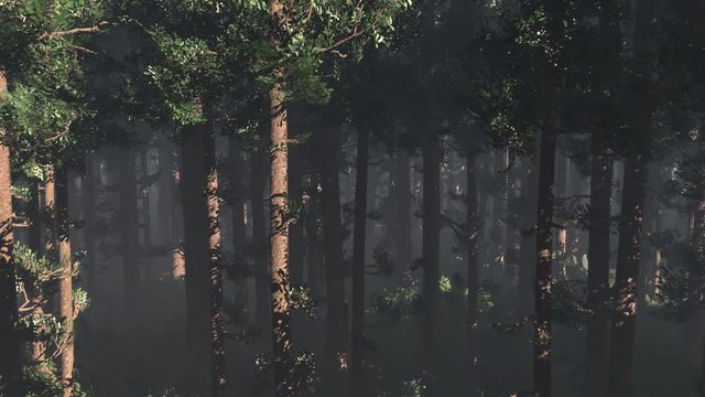 Wonderful Epic Evergreen Forest in the Sunset Cinematic 3D Animation