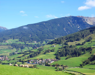 Fototapeta na wymiar Sheep graze on the green Alpine meadows, blue sky with clouds