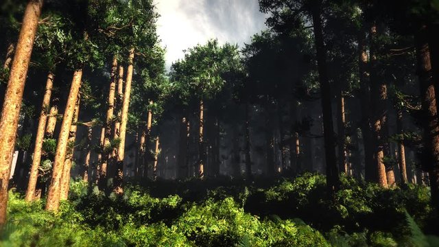 Wonderful Epic Evergreen Forest in the Sunset Cinematic 3D Animation