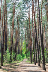 Empty road in coniferous forest