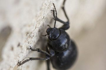 South African dung beetle
