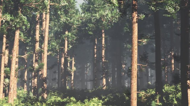 4K Wonderful Epic Evergreen Forest in the Sunset Cinematic 3D Animation