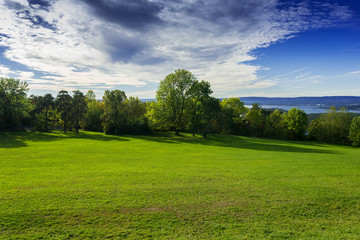 Grassy meadow with trees
