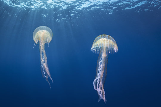 meduse
