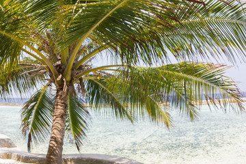 Fototapeta na wymiar maldives coconut palm with blue marine water 