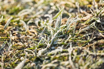 Fototapeta na wymiar Hoarfrost on grass in winter