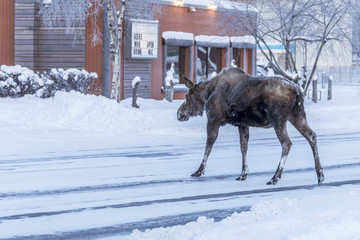 Moose jaywalking