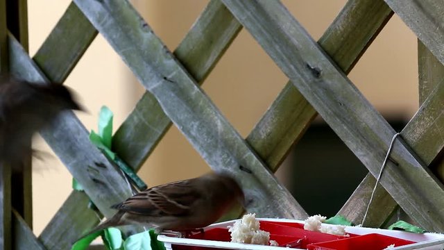 Passero mentre mangia