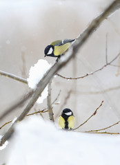 Titmouses during snowfall