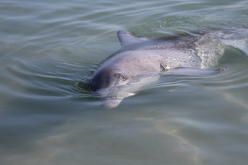 Delfin / Dolphin © Melanie