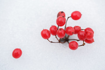 ripe bunches of red viburnum on snow in winter