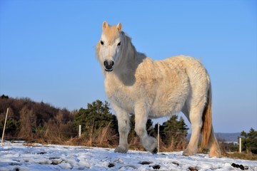 Obraz na płótnie Canvas Ein helles Pferd mit Winterfell lebt auf der Weide im Winter bei Kälte Frost und Schnee in der Sonne.