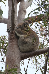 Schlafender Koala / sleeping koala bear