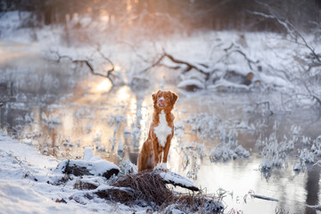 dog Nova Scotia Duck Tolling Retriever outdoors in winter