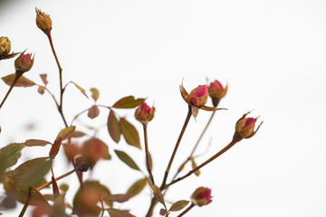 Fototapeta na wymiar buds of roses on a background snow. winter and flowers