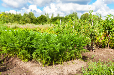Fototapeta na wymiar Rural landscape with organic vegetable garden in summer sunny da