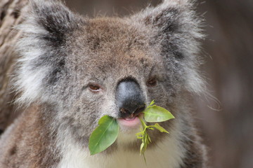 Koala / koala bear