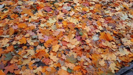 yellow, outdoor, green, leaf, park, grass, autumn, season, landscape, nature, background, beautiful, day, scenic, bright, color, ray, summer, tree, sunshine, gold, beauty, vibrant, orange, deciduous, 